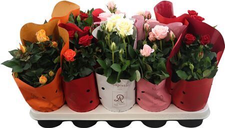 Ro Gemengd Dolc'amore Hoes Majestic