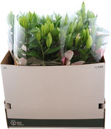 Lil Or Sunny Camino 4pp