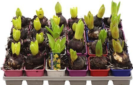 Hya A Gemengd 1pp 5kl