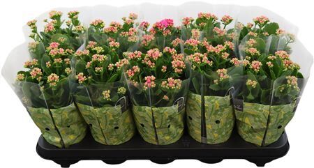 Kalan Gev Paars Perfecta Purple