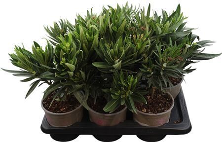 Nerium Oleander Gem 6+