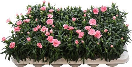 Dianthus Oscar Light Pink
