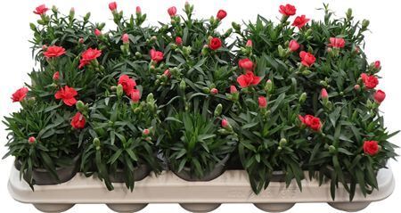 Dianthus Oscar Light Red