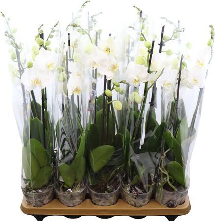 Phal Nottingham 3 Tak