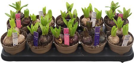 Hya A Gemengd 3pp 4kl