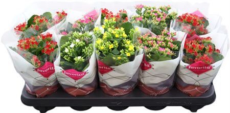 Kalan Bl Gem 5 Farbe