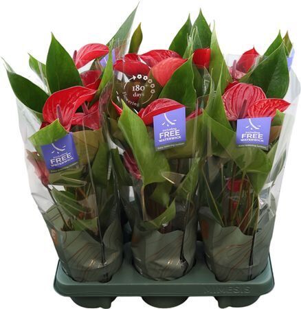 Anthu An Picanta Red