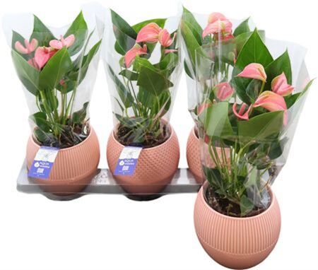 Anthu An Joli Keramiek Bolivia