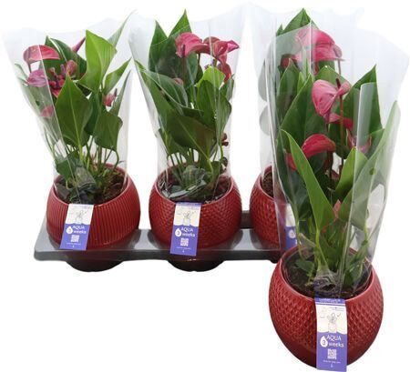 Anthu An Purple Keramiek Bolivia