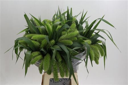 Siergras Setaria It Volle Melk