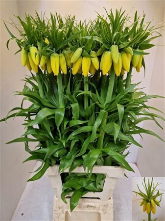 Fritillaria Yellow Beauty