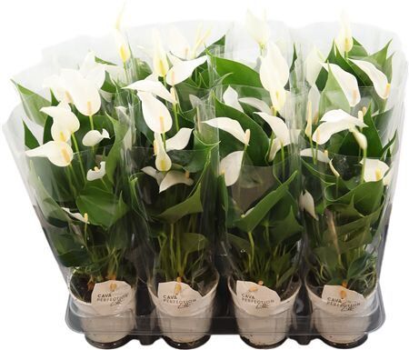 Anthu An Lilli White