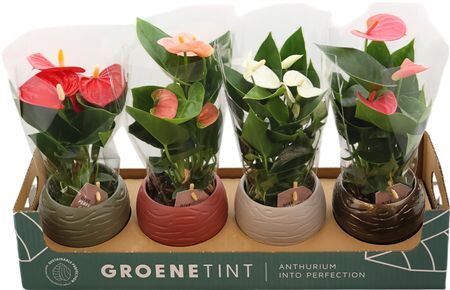 Anthu An Gemengd Keramiek Bolpot Autumn