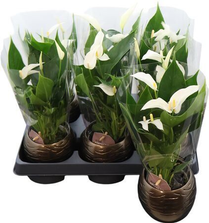 Anthu An Lilli White Keramiek Bolpot Goud