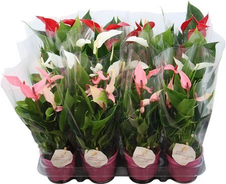 Anthu An Banderola Gemengd 3kl