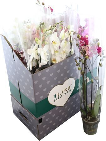 Phal Gemengd I Like Mix 2 Tak