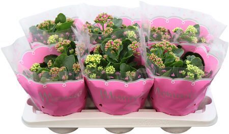 Kalan Gev Gemengd Carnaval