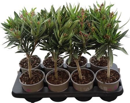 Nerium Oleander Gemengd Stam