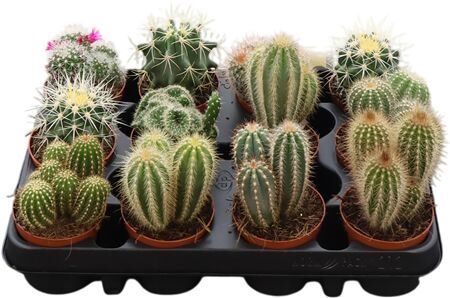 Cactus Gemengd