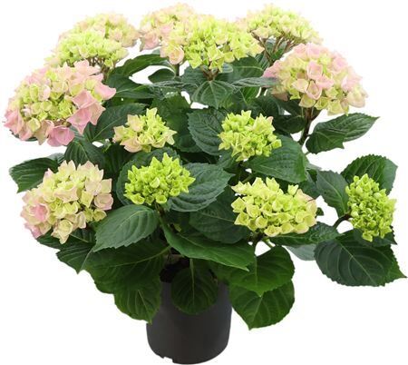 Hydr M High River Pink 11+