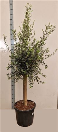 Olea Europaea Stam