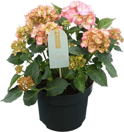 Hydr Mac Overig Roze 7+