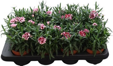 Dianthus Osc Purple Star