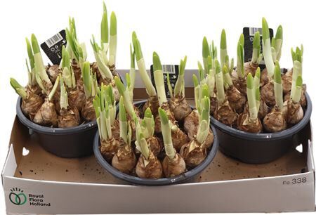 Narcis T Lucky Number