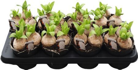 Hya A White Pearl 3pp Xl