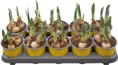 Narcis T Lucky Number