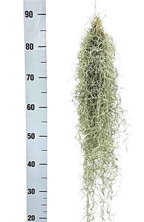 Tillandsia Usneoides 60cm