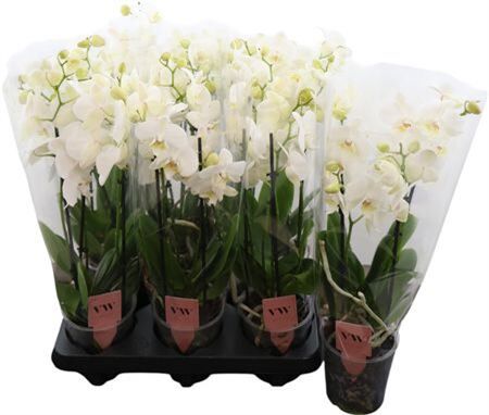 Phal Wit Inverness 4 Tak