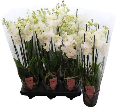 Phal Wit Inverness 6 Tak