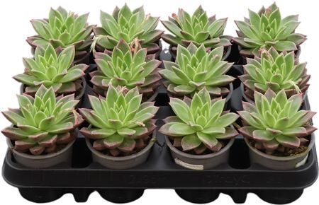 Echeveria Agavoides Echev Agav