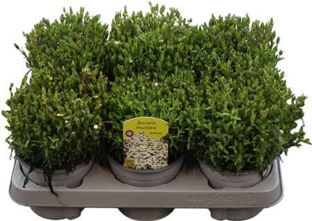 Arenaria Montana Aren Montana