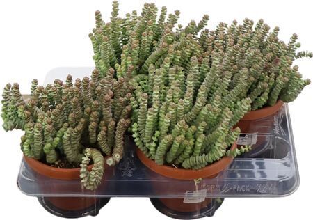 Crassula Marnieriana Hottentot *