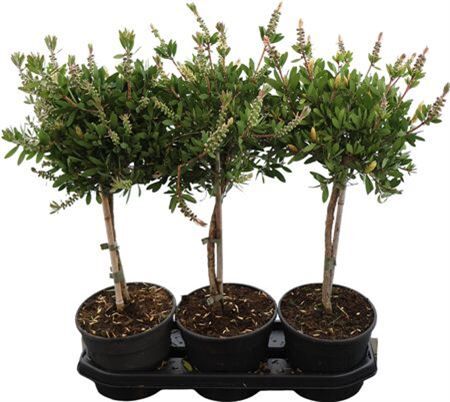 Callistemon Citrinus Stam