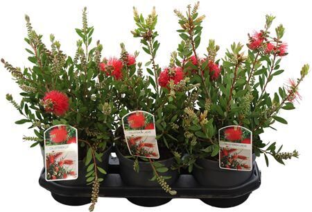 Callistemon Laevis Bush