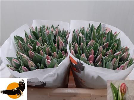 Tu En Pretty Princess