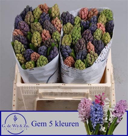 Hyac Gem 5 Kleuren