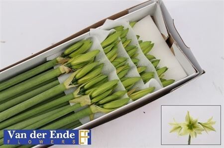 Hipp Di Green Valley