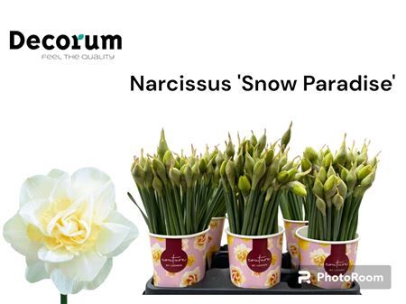 Narc Du Snow Paradise