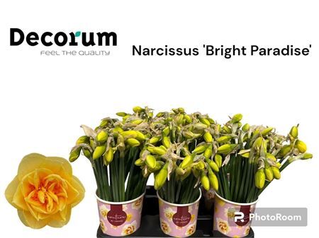 Narc Du Bright Paradise