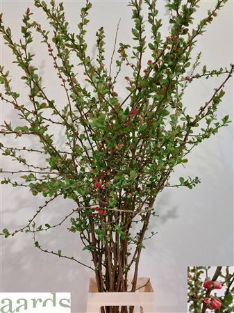 Chaenomeles Pink Red