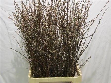 Salix Wilgenkatjes