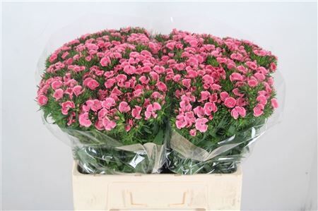 Di Barb Princess Bre