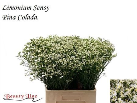 Lim Sin Sensi Pina Colada