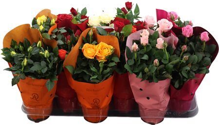 Ro Gemengd Dolc'amore Hoes Metallic Tst