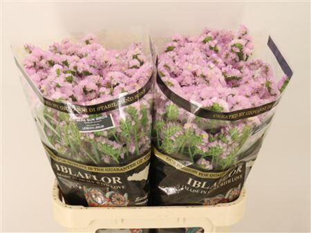 Lim S Sera Sun Birds