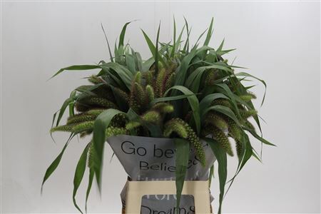 Siergras Setaria It Red Jewel